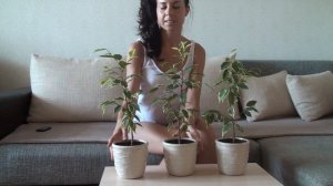 Фикус куст.  Формирование формы кроны Бенджамина Кинки