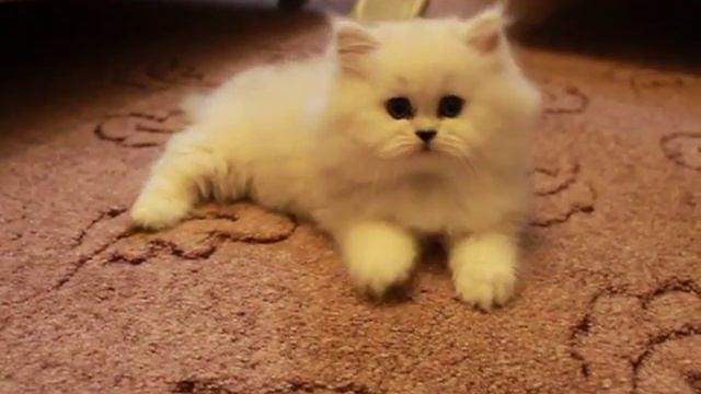Персидская шиншилла, классик смотреть онлайн