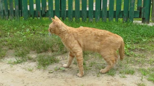 Прикольный рыжий кот 2012 07 01 08 09 54 смотреть онлайн