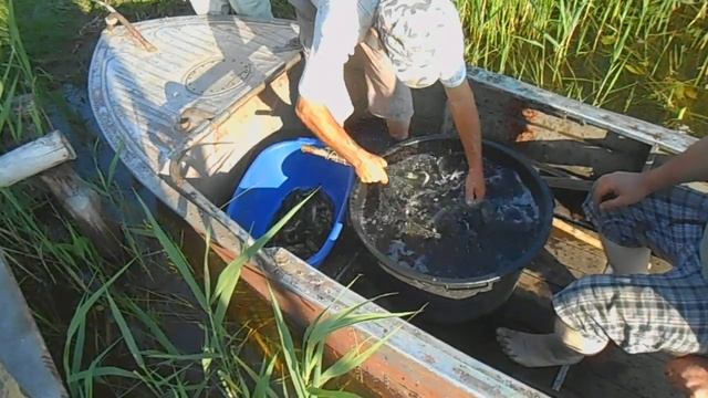 Зарыбляем пруд//Купили малька//Жизнь в деревне смотреть онлайн