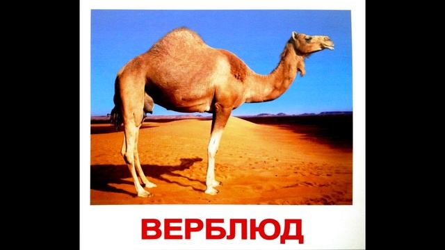 Карточки Домана Дикие животные часть 1 смотреть онлайн