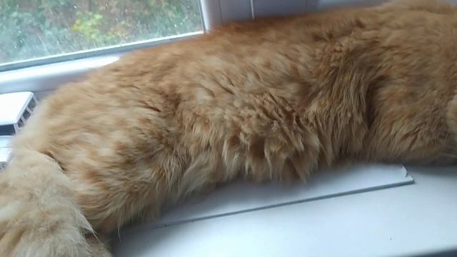 Марсик спит на окне в моей комнате #subscribe смотреть онлайн