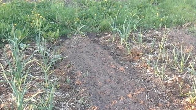 (175)Дела огородные.Часть первая,вступительная. смотреть онлайн
