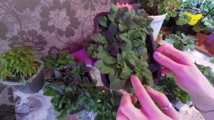 ПЕТУНИЯ КУСТОВАЯ ДЖОКОНДА.2022
