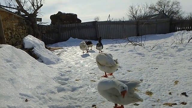 19 февраля. Сформировал семью гусей. смотреть онлайн