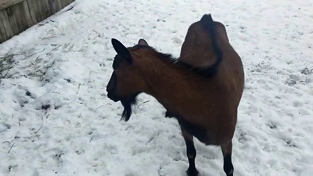 Необходимый выгул для КОЗ?Про кормление КОЗЛА зерном? Мясо коз смотреть онлайн