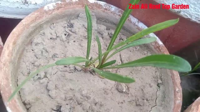 How to grow Gazania flowering plants How to transplant Gazania seedlings 🌼🌱🏵️🌱 смотреть онлайн