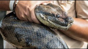 Самая длинная змея в мире — анаконда или сетчатый питон