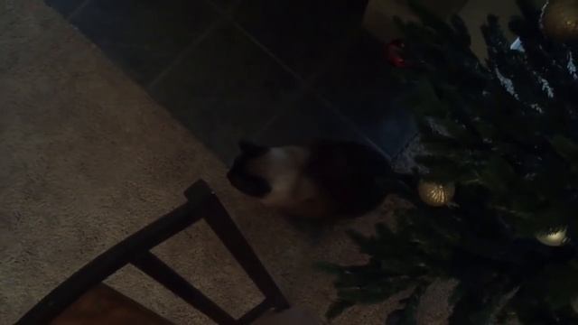 Кот - это мохнатый босс =^..^= СИАМСКИЕ КОШКИ смотреть онлайн