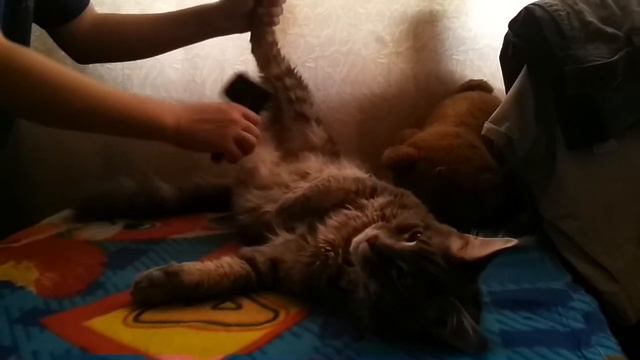 Расчесывание Куна смотреть онлайн