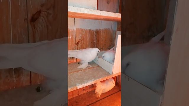 Армавирские короткоклювые голуби. смотреть онлайн