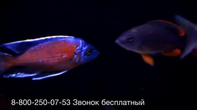 Копадихромис Каданго Copadichromis borleyi продажа Оптом смотреть онлайн