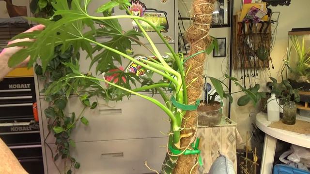 Philodendron Warszewiczii Species My Care