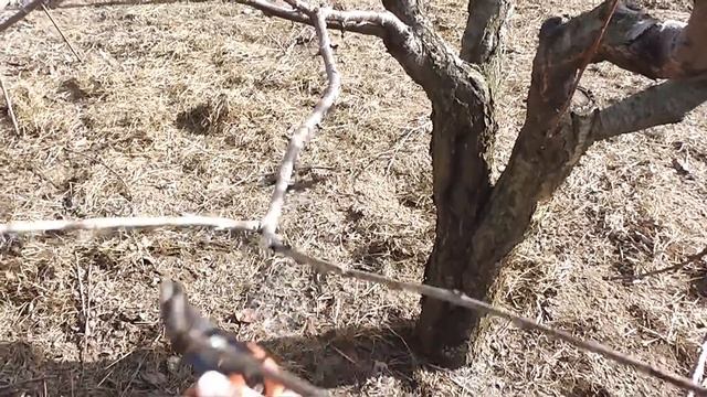 Весенняя обрезка черешни смотреть онлайн