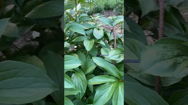 Pion Peony Paeonia ’Elsa von Brabant’ смотреть онлайн