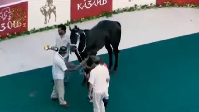 ПЕРЕДВИЖЕНИЕ В ДАЛЬНИХ ГЛУБИНАХ НАШИХ ИСТОРИЙ ЯВЛЯЕТСЯ КОННЫЕ ПЕРЕДВИЖЕНИЯ, КОНЬ ЭТО СТИМУЛ ЧЕЧЕНЦЕ смотреть онлайн