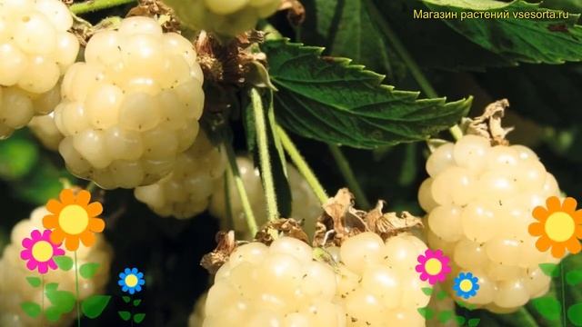 Ежевика садовая Полар Берри. Краткий обзор, описание характеристик rubus caesius Polar Berry смотреть онлайн