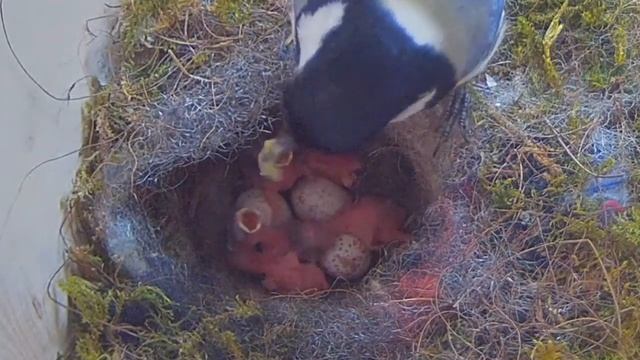 Day of hatching (Recke, Germany) 04. May 2020 смотреть онлайн