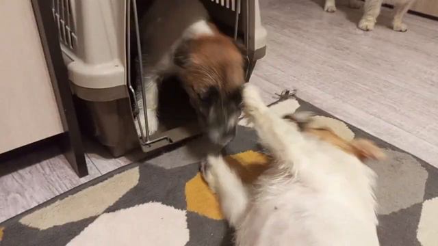 Переговоры#джекрасселтерьер#семьяДРТ смотреть онлайн