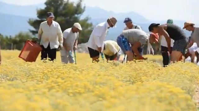 Harvesting and distillation helichrysum italicum - eko aromatik смотреть онлайн