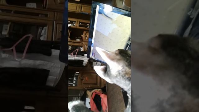 Кошки реагируют