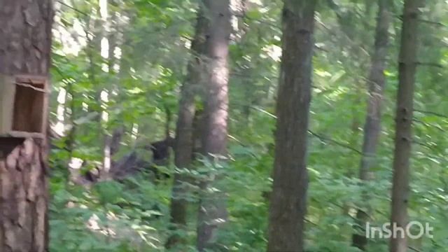 Белка #8/Катерица #8/Squirrel #8 07.06.2022 #лесопарк #природа #лето #белка смотреть онлайн