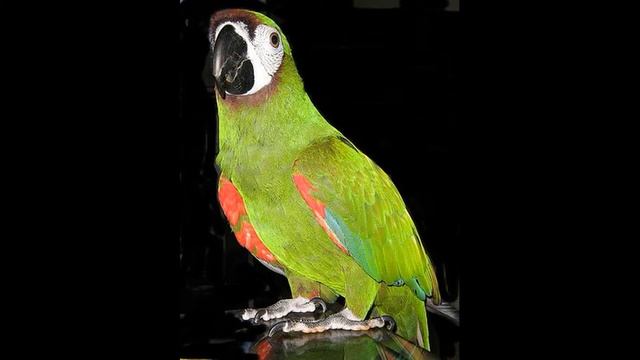 КАШТАНОВОБЫЙ АРА (ara severus) /ПОПУГАИ НА ПРИРОДЕ/ АРА смотреть онлайн