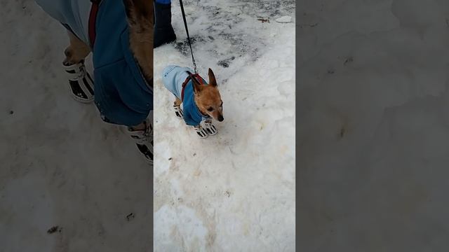 В нашем доме поселился замечательный сосед. 🐕Великан. смотреть онлайн