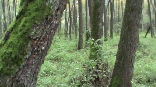 Гриб на дереве смотреть онлайн