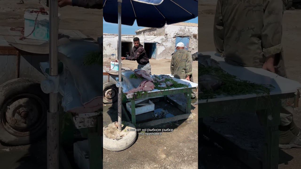 Здесь едят акул смотреть онлайн