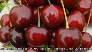 Черешня для Cибири вкусные зимостойкие