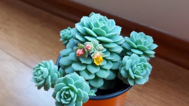Echeveria Derenbergii /Suculenta De Sol/ Echeveria Prolífica /Echeveria En Flor ??