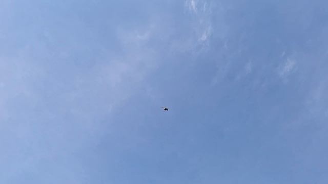 Сирень КЗ крап 4 летка. Тонус во время линьки. Голуби Асха Талдыкорган. смотреть онлайн