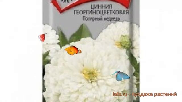 Цинния георгиноцветковая Георгиноцветковая Полярный медведь ? обзор: как сажать, семена циннии смотреть онлайн