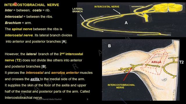 LYMPH NODES OF THE AXILLA, Anatomy DAHAR Series смотреть онлайн