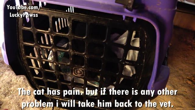 The black cat was hit by the car and the driver drove away смотреть онлайн