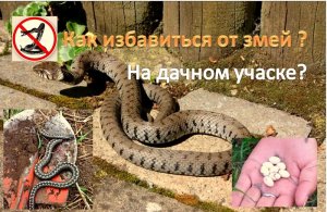 Как избавиться от змей на дачном участке: ДВА проверенных способа!