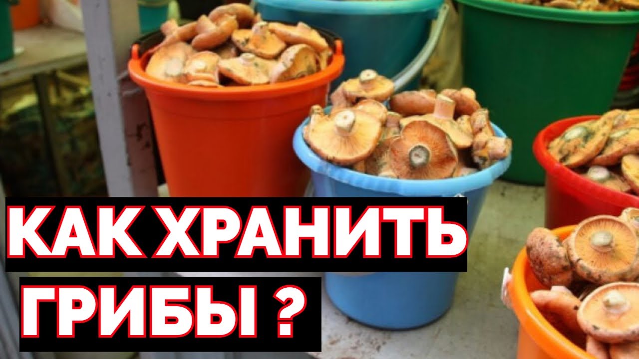 Как можно хранить грибы ? смотреть онлайн