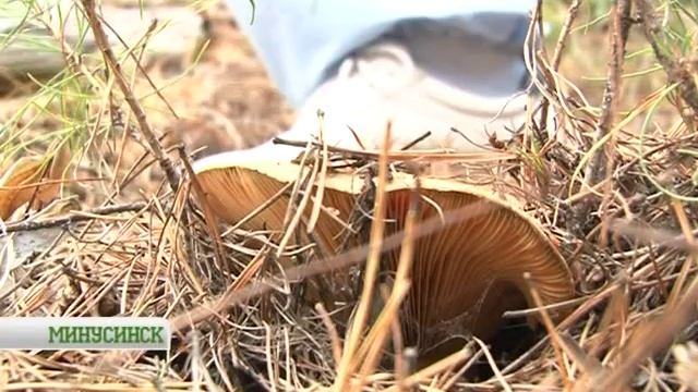 Грибы тоннами смотреть онлайн