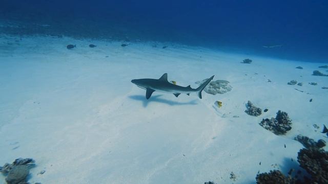 Aquarium 4K VIDEO ULTRA HD ? The Best 4K Sea Animals For Relaxation & Relaxing Music