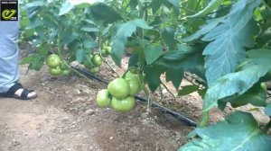 Томат Белфорт F1 - Enza Zaden. Опыт выращивания. Астрахань.