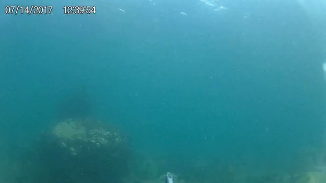 трепанг в японском море