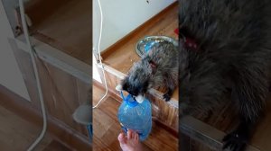 Енот моет руки
