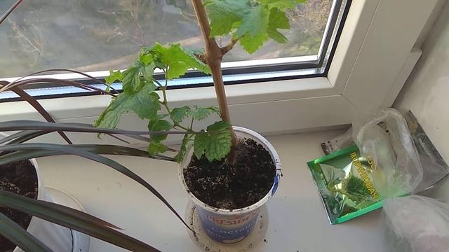 Виноград Кеша с черенка. смотреть онлайн