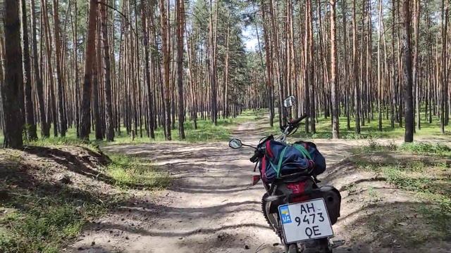 хвойный лес. смотреть онлайн