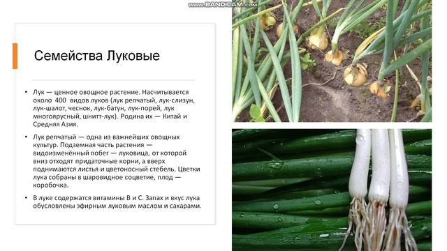 6 класс Класс Однодольные Семейства: Лилейные, Луковые, Спаржевые, Амариллисовые, Злаки смотреть онлайн