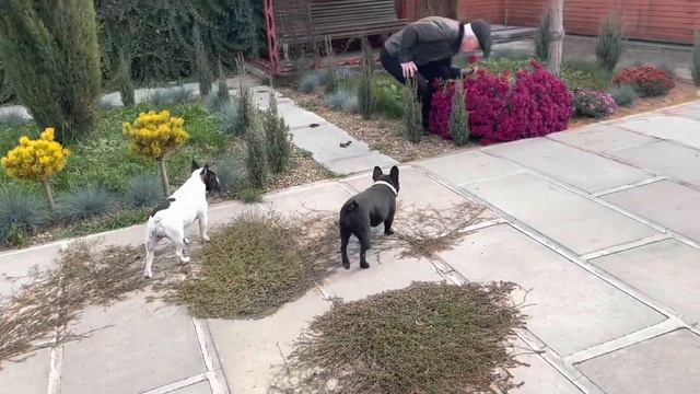 Французские бульдоги встречают моего друга Геннадия… смотреть онлайн