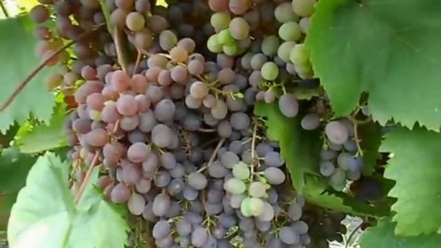 Сорт винограда Кишмиш Запорожья. смотреть онлайн