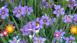 Голубоглазка(Сюсиринхий) узколистная. Краткий обзор, описание sisyrinchium angustifolium