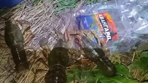 Ночная ловля рака на Кубани